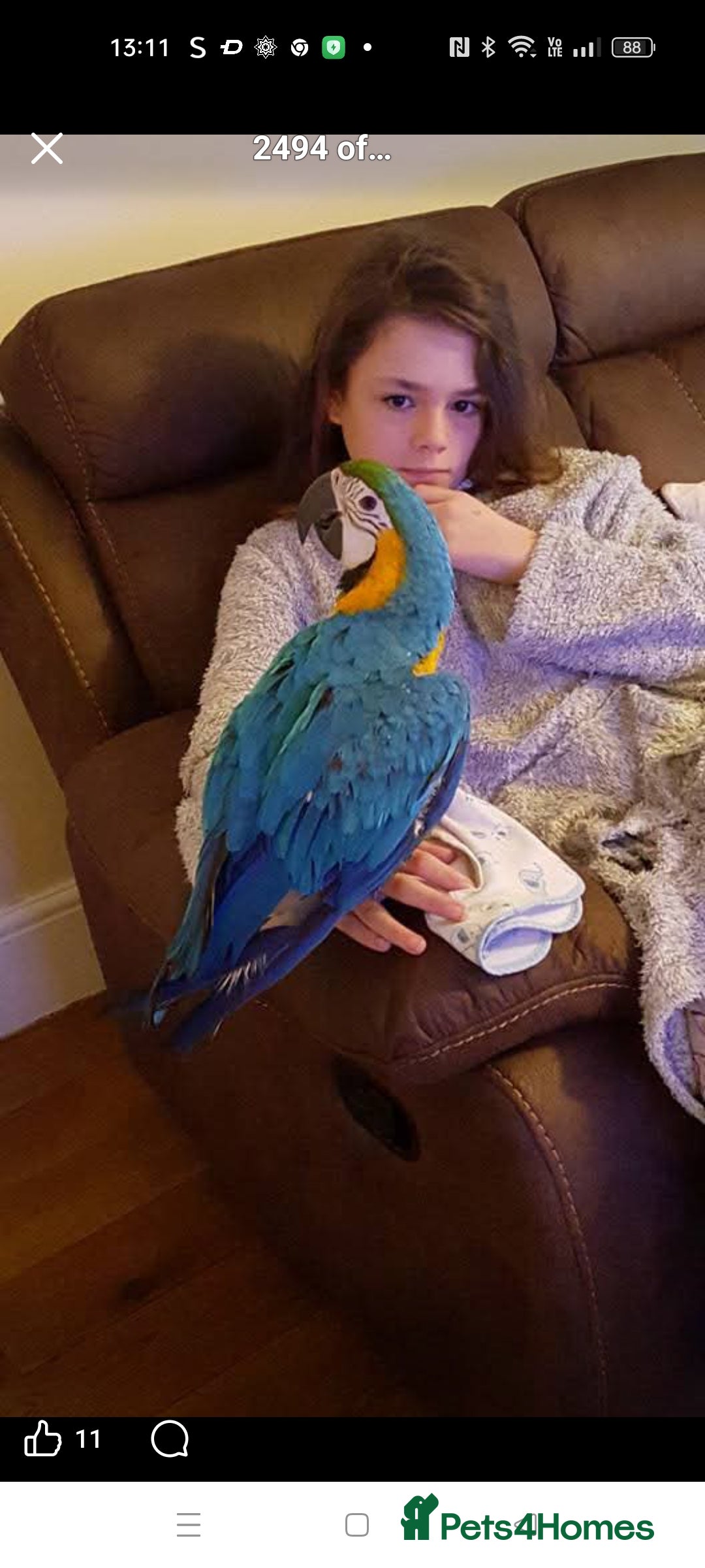 Macaws birds Beautiful blue and gold macaw for sale  - Advert 1