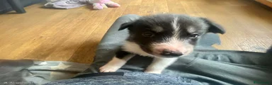 Mixed Breed 5