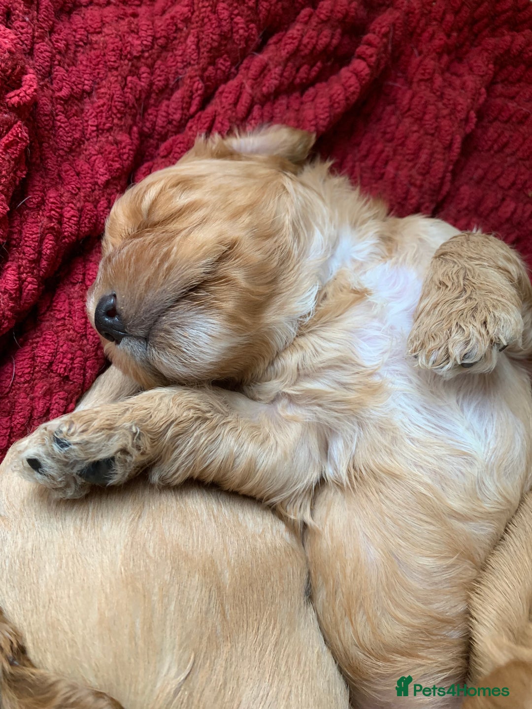Cockapoo dogs for sale: Cockapoo puppies - Image 28