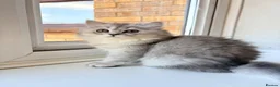 British Shorthair cats for sale: BSH / Persian chinchilla kittens ready now ❤️ - Advert 6