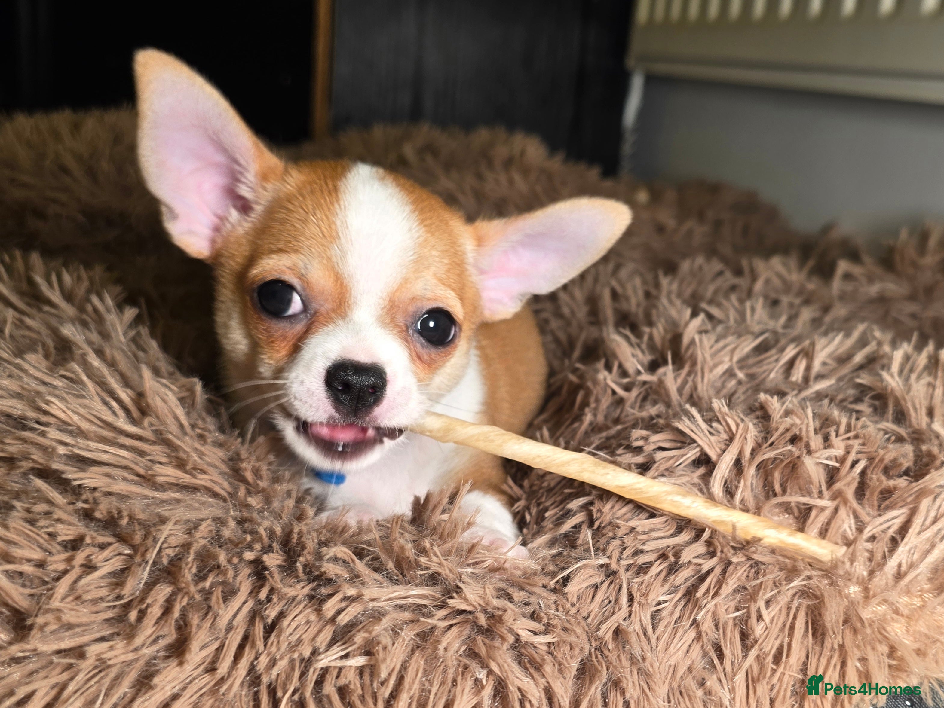 Chihuahua dogs Chihuahua Puppies READY TO GO  - Advert 7