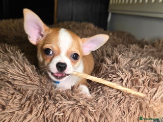 Chihuahua dogs Chihuahua Puppies READY TO GO - Advert 7