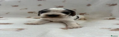 Cocker Spaniel 5