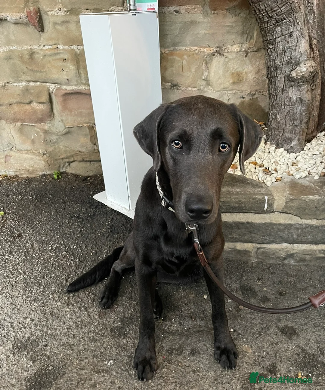 Labrador Retriever dogs for stud: Handsome Charcoal Labrador stud in Ware - Advert 2
