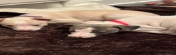Whippet dogs for sale: Pedigree Whippet Pups  - Advert 6