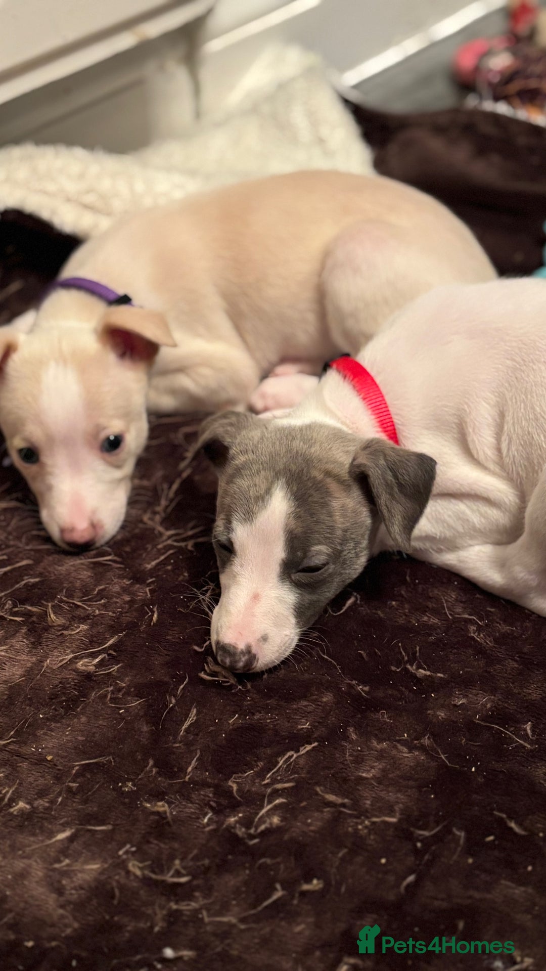 Whippet dogs for sale: Pedigree Whippet Pups  - Advert 6