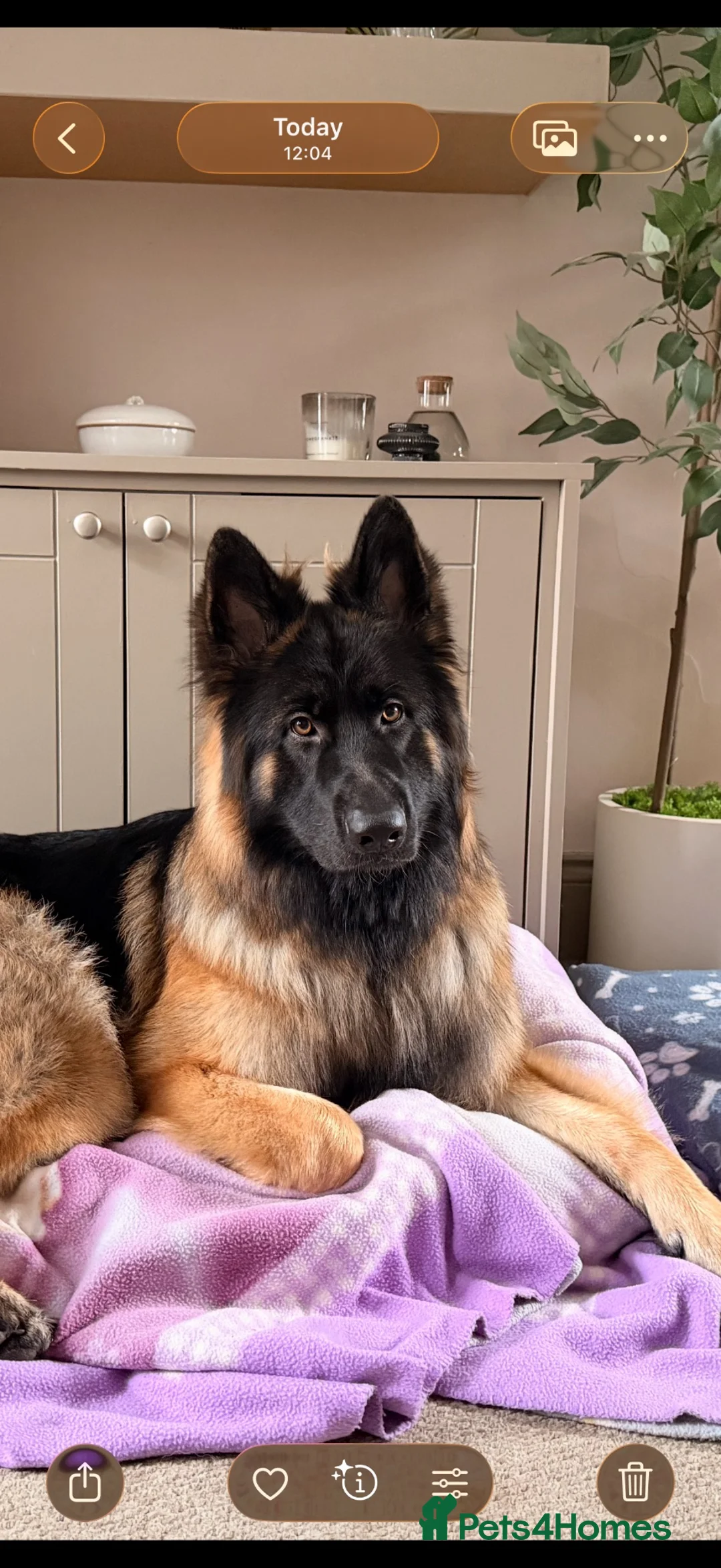 German Shepherd dogs for stud: Stunning Long-Coat German Shepherd Stud Available in Preston - Advert 1