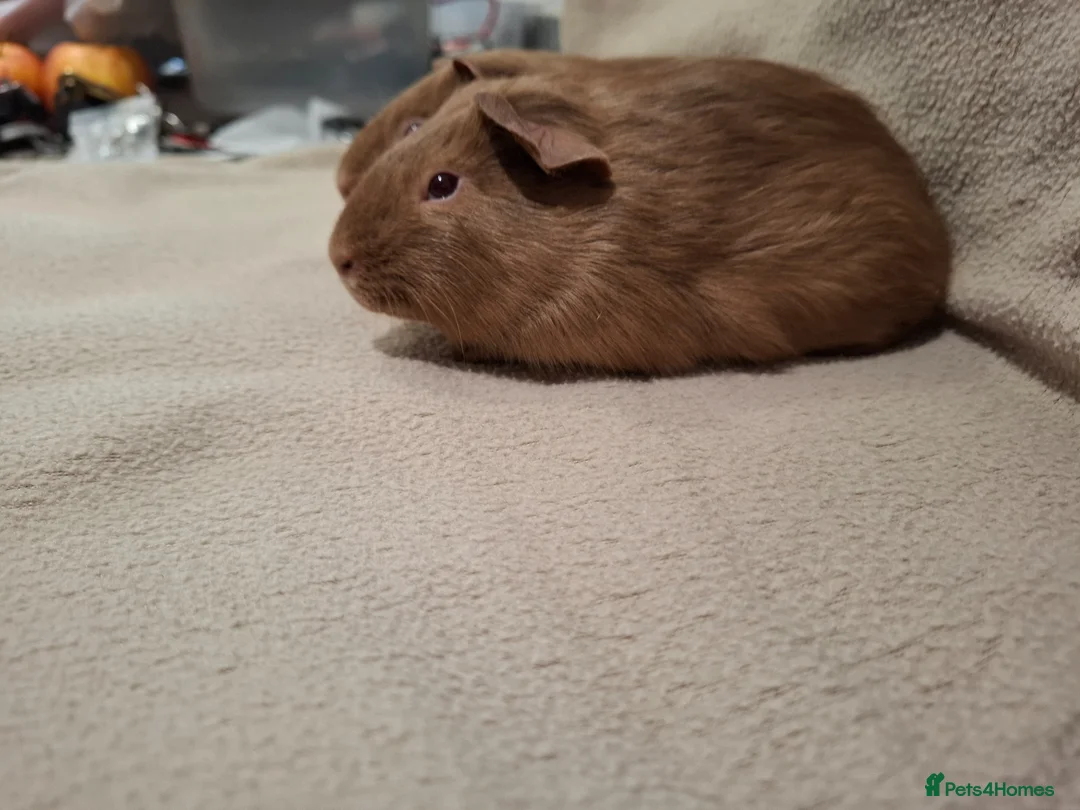 Guinea Pig rodents for sale: Two Guinea Pig Self Caramel Boars - Advert 4