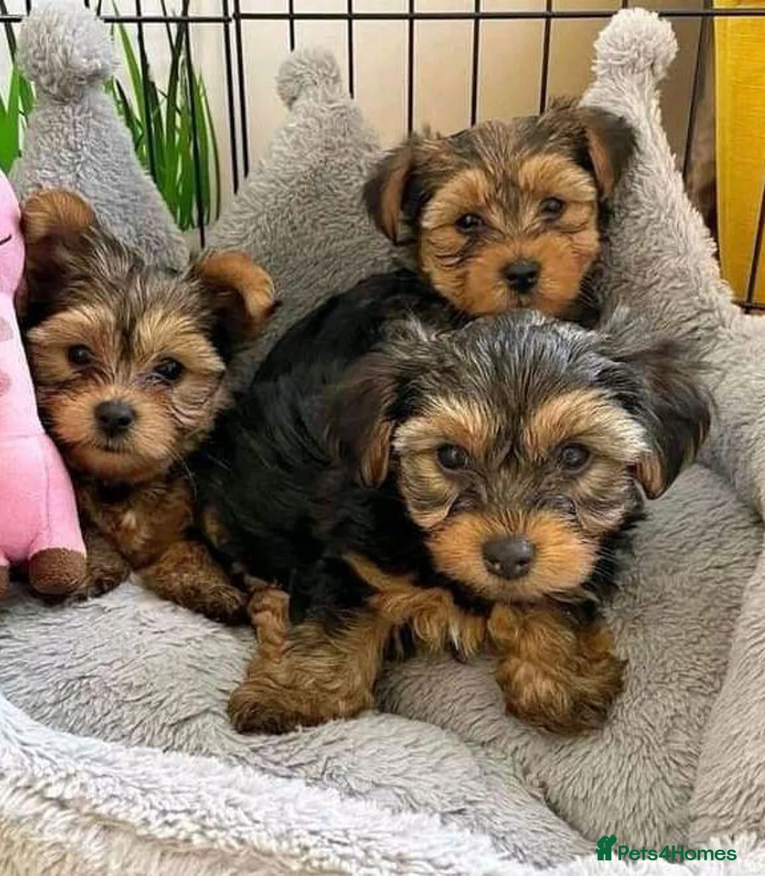 Yorkshire Terrier dogs for sale:  Three Little Yorkie Stories Waiting to Begin  - Advert 5