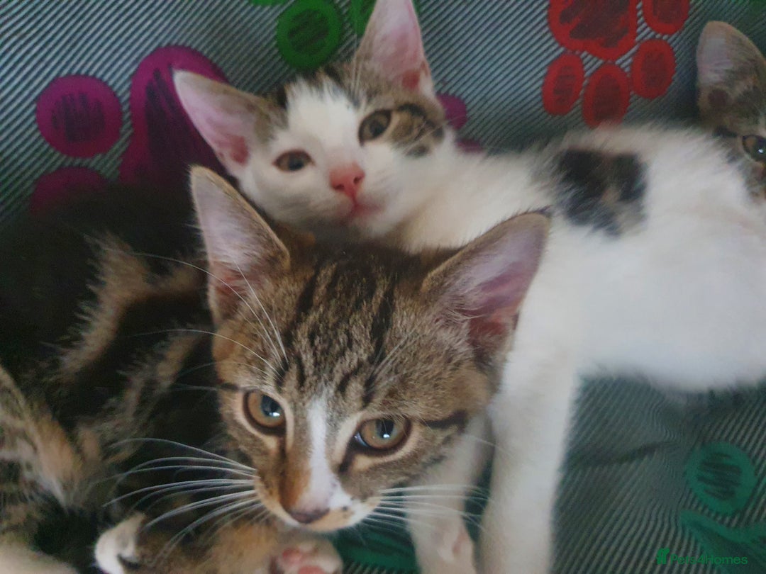 Mixed Breed cats for sale: The three musketeers are looking for new homes - Image 5