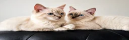 Ragdoll cats for sale: 👑Grand Champion Bloodlines Ragdoll Kittens👑 - Advert 8