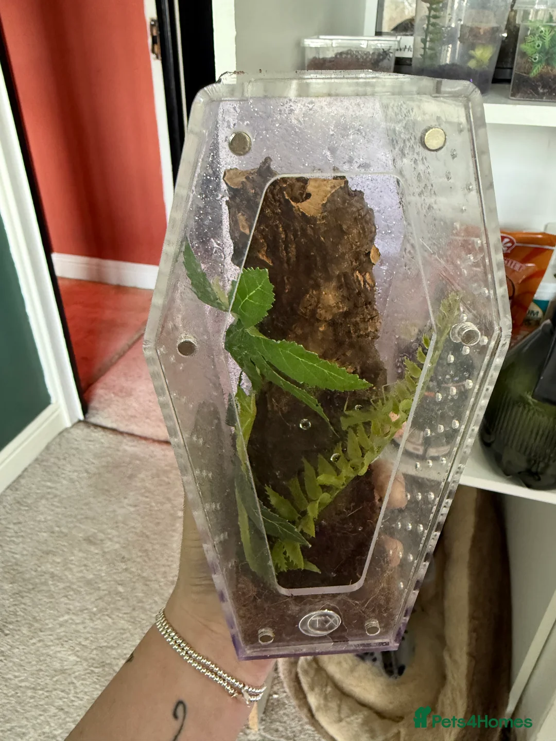 Praying Mantis invertebrates for sale: Golden praying mantis with set up - Advert 3