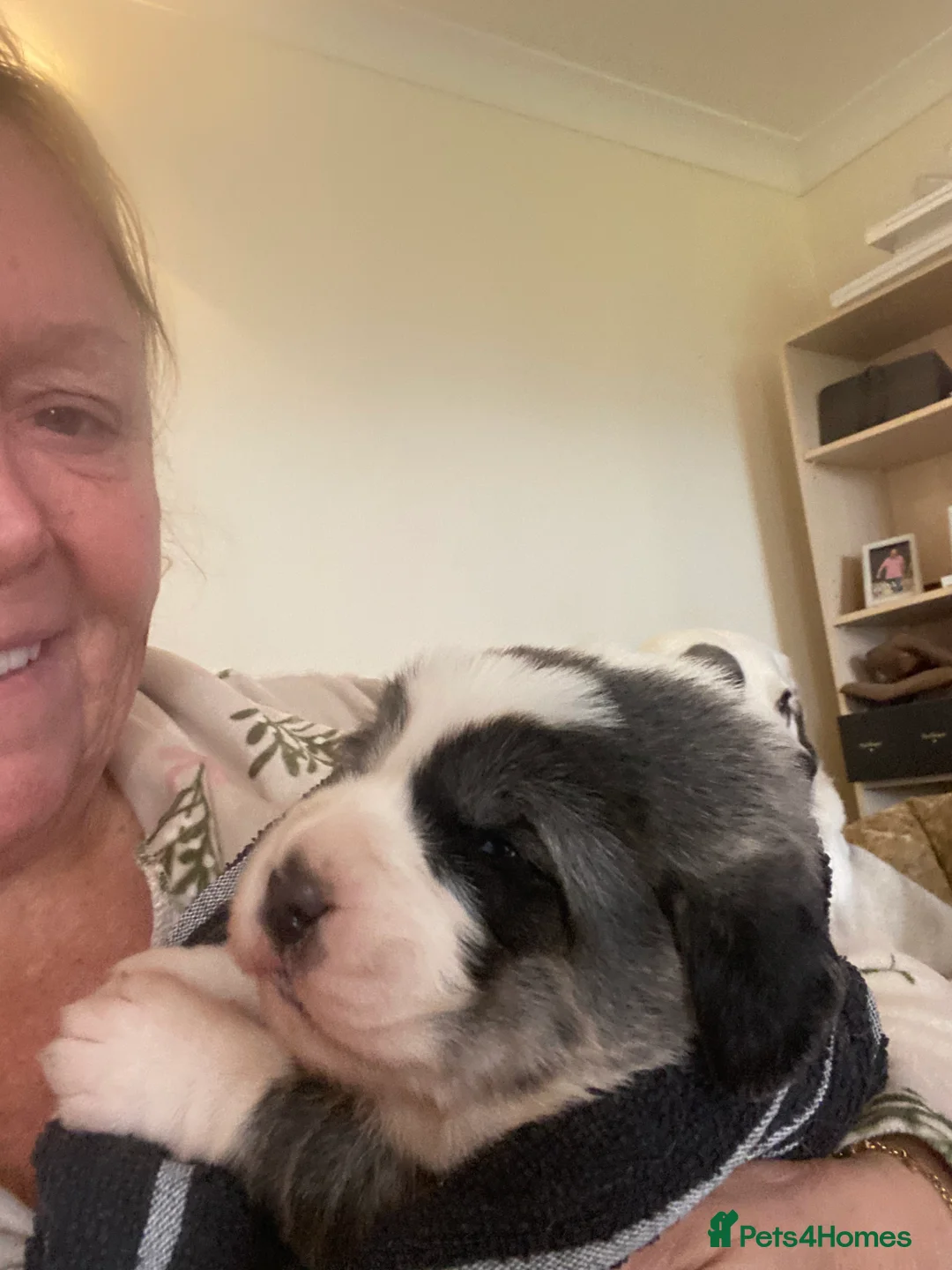 Central Asian Shepherd dogs for sale: Central Asian bitch  in Brynteg - Advert 8