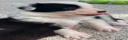 Border Collie dogs for sale: Border Collie Puppies  - Advert 16