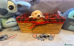 Maltipoo dogs for sale: Fluffballs of Joy 🐾💛 ready to melt your heart! - Image 7