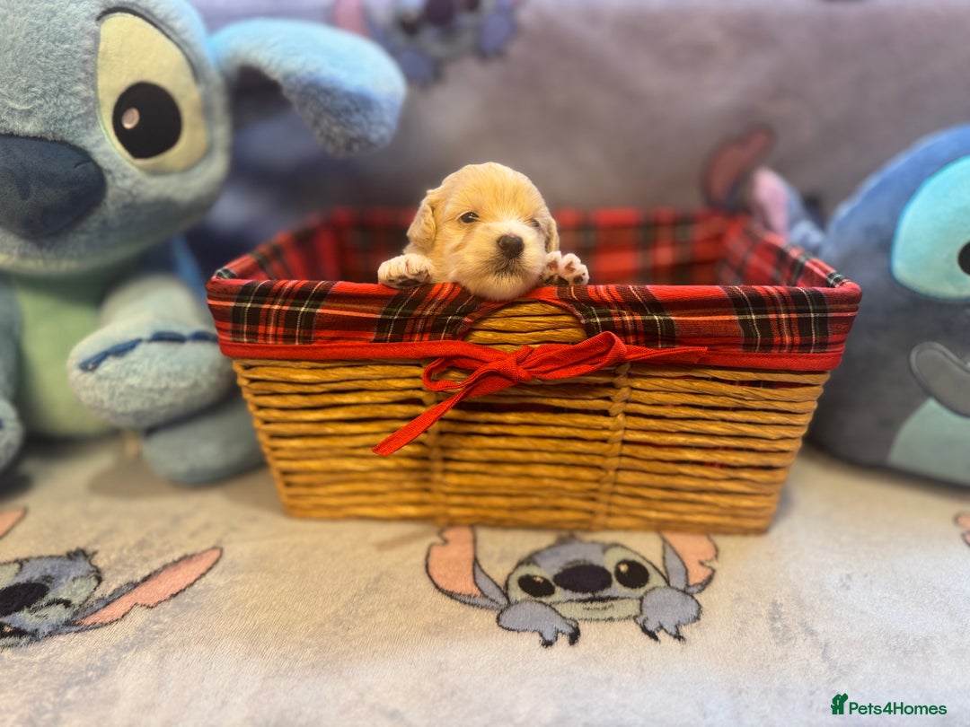 Maltipoo dogs for sale: Fluffballs of Joy 🐾💛 ready to melt your heart! - Image 7