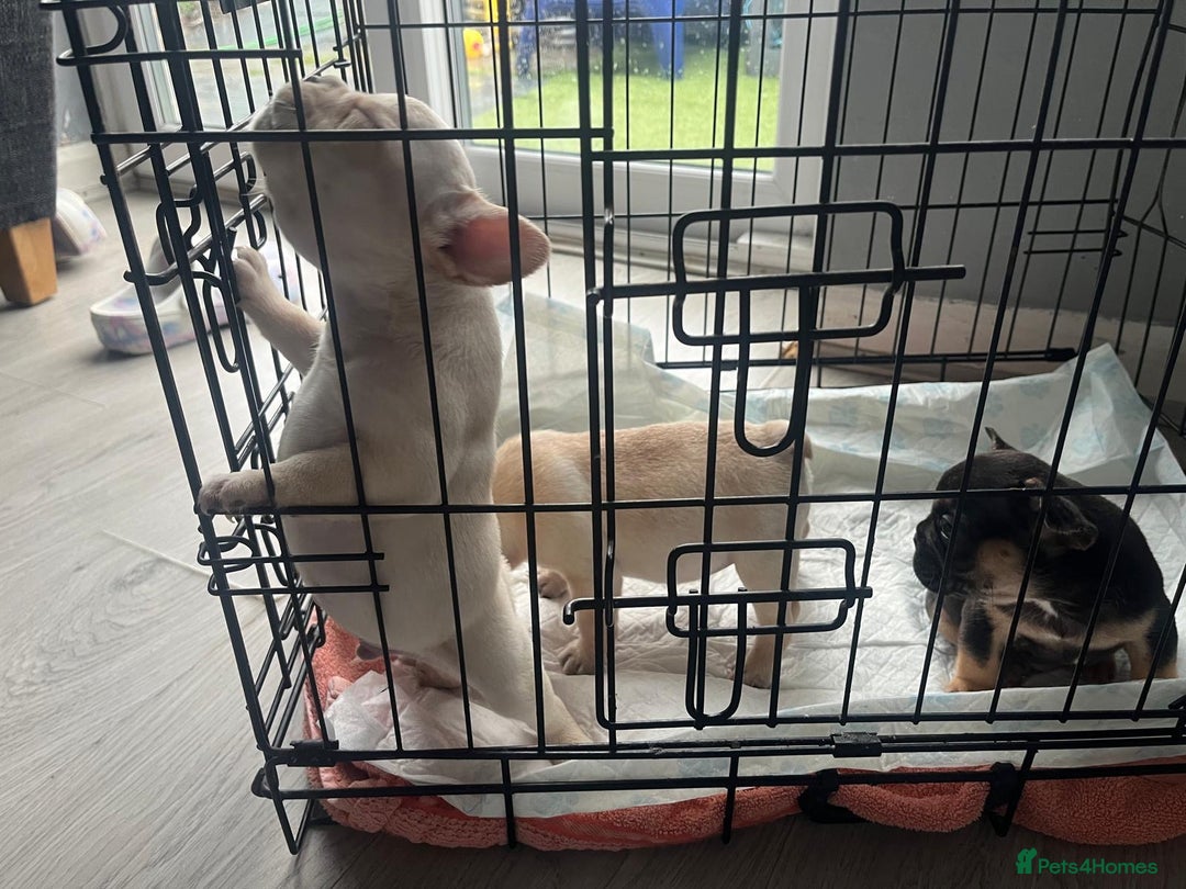 French Bulldog dogs for sale: French bulldog puppies  - Image 16