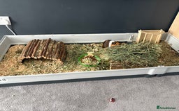 Guinea Pig rodents for sale: 3 male guinea pigs - Image 4