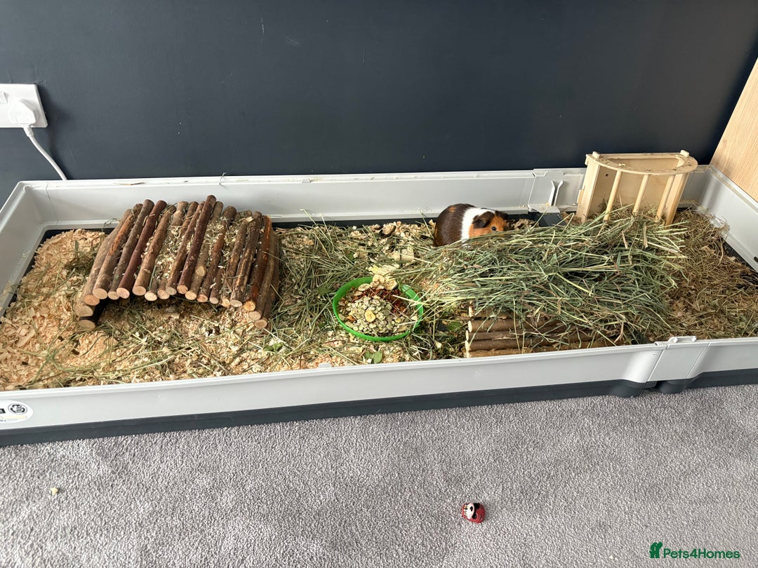 Guinea Pig rodents for sale: 3 male guinea pigs - Image 4
