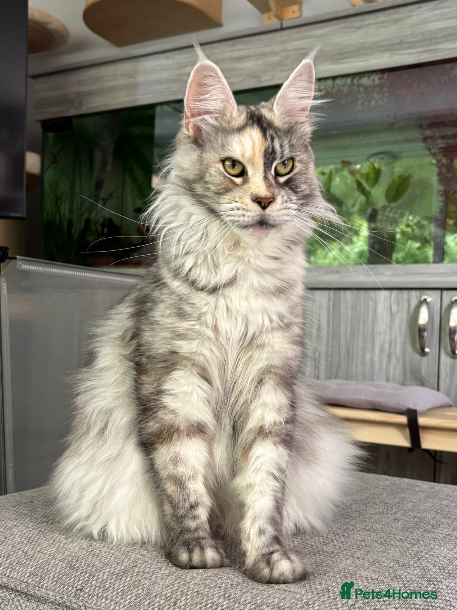 Maine Coon cats for sale: 🩷Beautiful Pedigree TICA Registered Maine Coons🩷 in Derby - Advert 4
