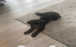 Cockapoo dogs for sale: Cockapoo 10 months old Puppy - Image 4