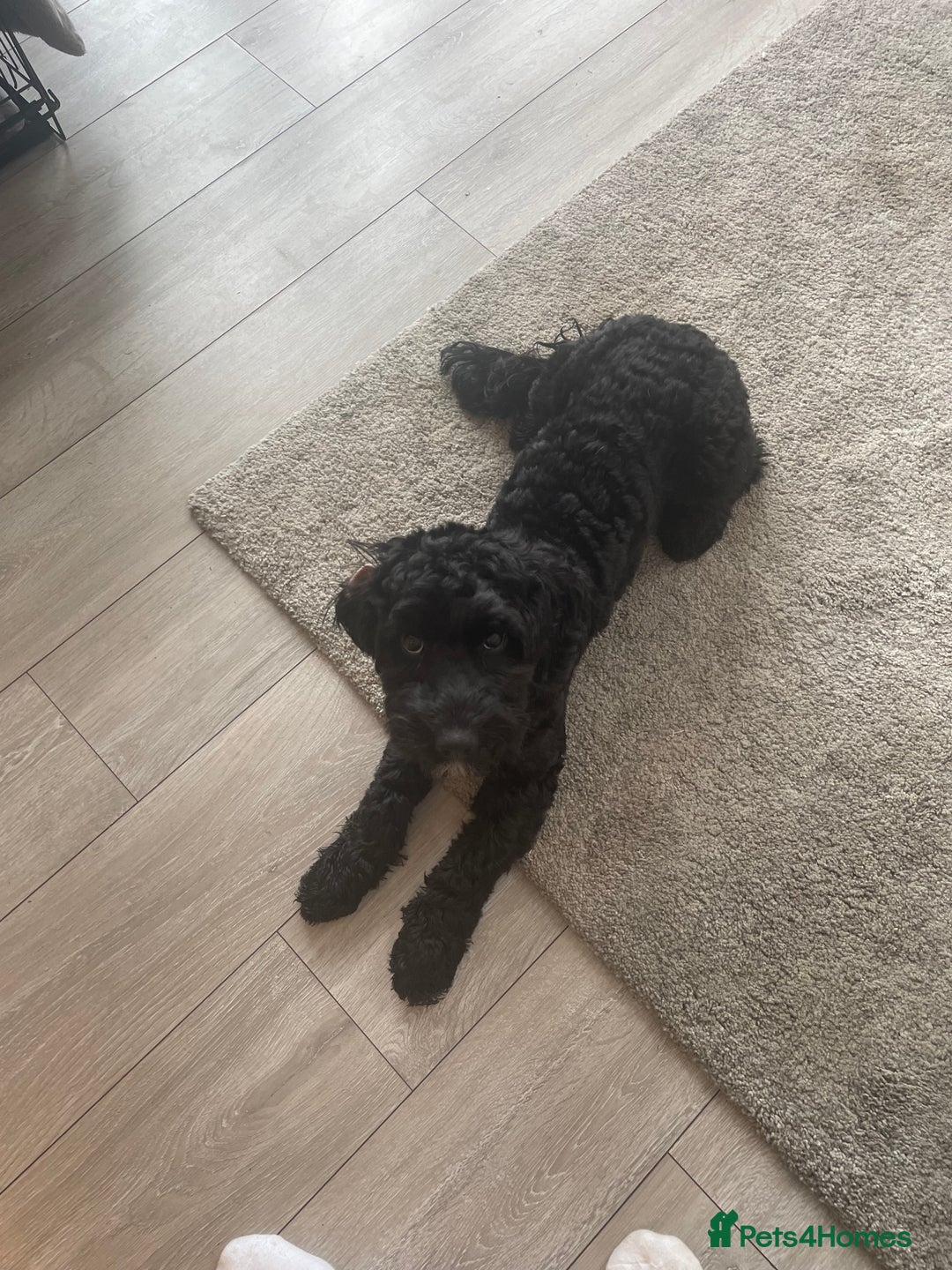 Cockapoo dogs for sale: Cockapoo 10 months old Puppy - Image 4