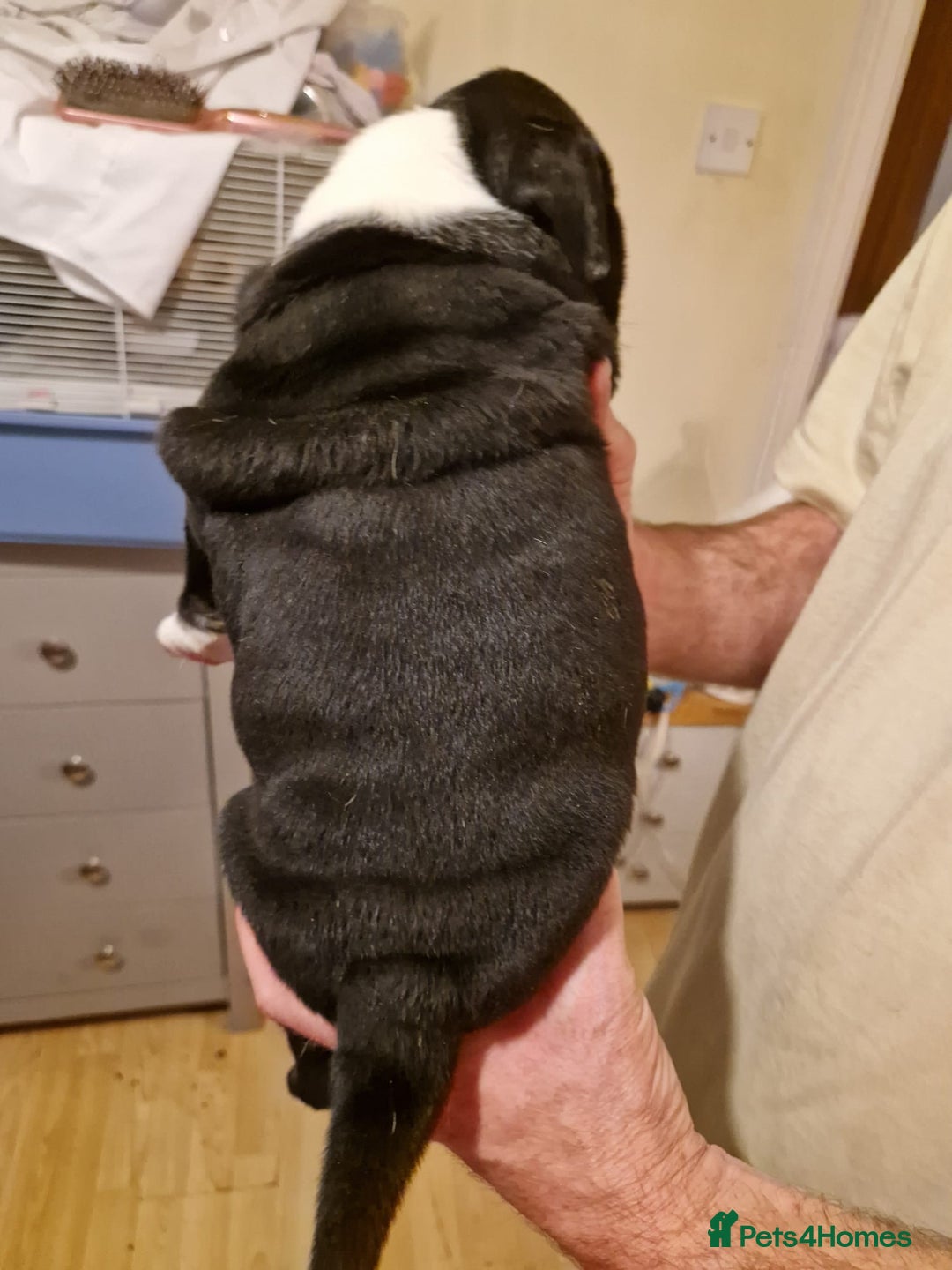 Olde English Bulldogge dogs for sale: Old English bulldog puppies GENERATIONAL - Advert 22