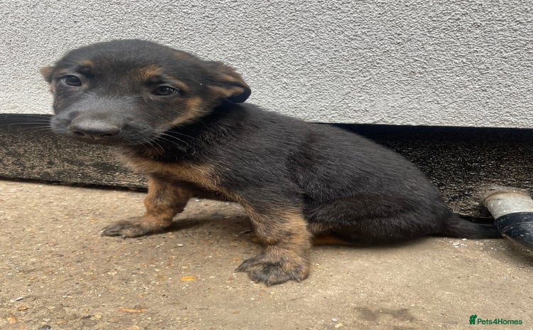 German Shepherd dogs in Dagenham - Advert 2