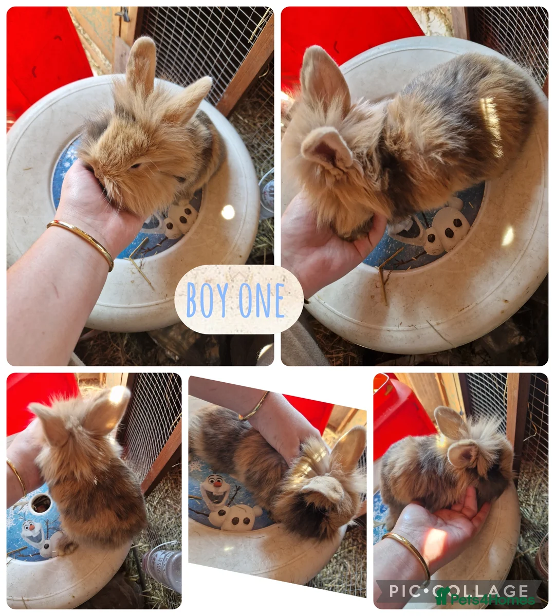 Mini Lion Lop rabbits for sale: 2 beautiful boys mini lion lop ready reverse - Advert 2
