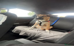 Mixed Breed dogs for sale: Manel - Image 6