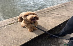 Cockapoo dogs for sale: Male 2 year old cockapoo  - Image 8