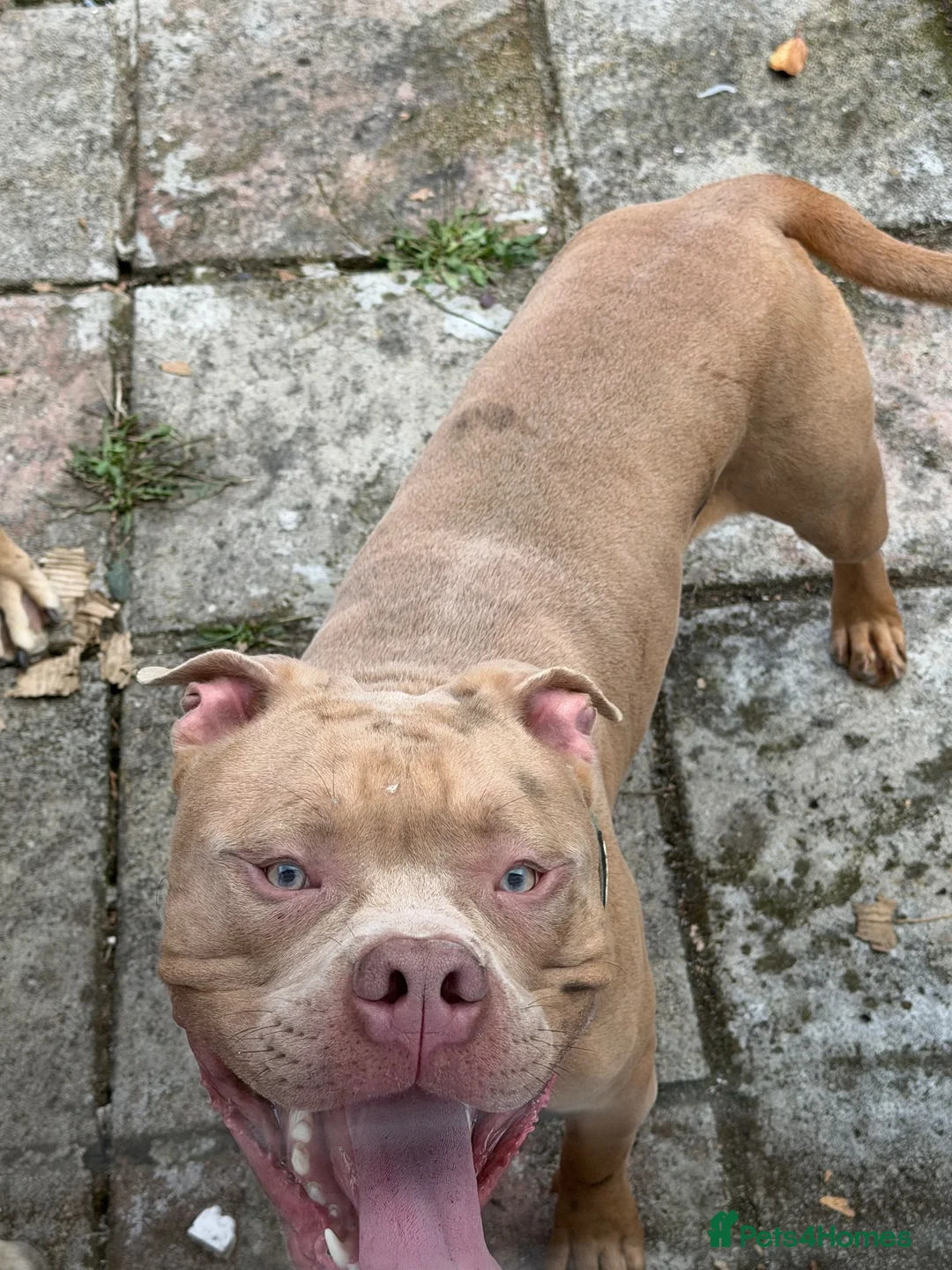 Boerboel dogs for sale: 8 month old 3/4 boerboel 1/4 cane corso - Advert 3