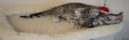 Bengal cats for sale: 2 Tica Registered male Bengal kittens for sale  in Windsor - Advert 19