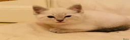 Ragdoll cats for sale: Pretty Little Boy (open to negotiations) - Advert 5