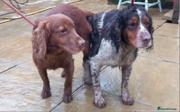 Cocker Spaniel dogs for sale: Beautiful kc reg cocker spaniels - Image 8