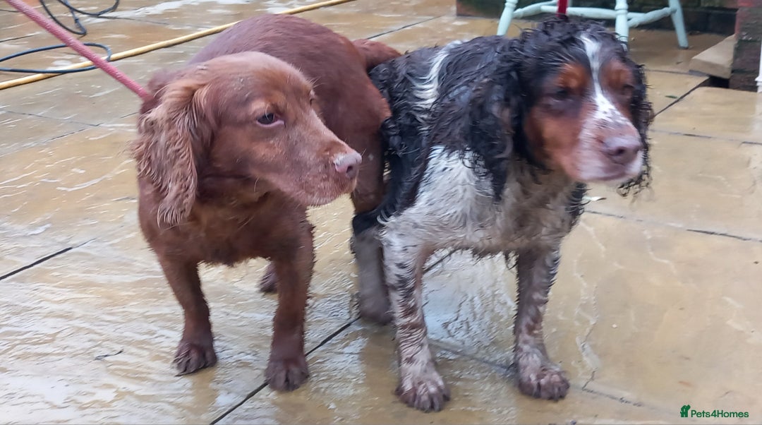 Cocker Spaniel dogs for sale: Beautiful kc reg cocker spaniels - Image 8