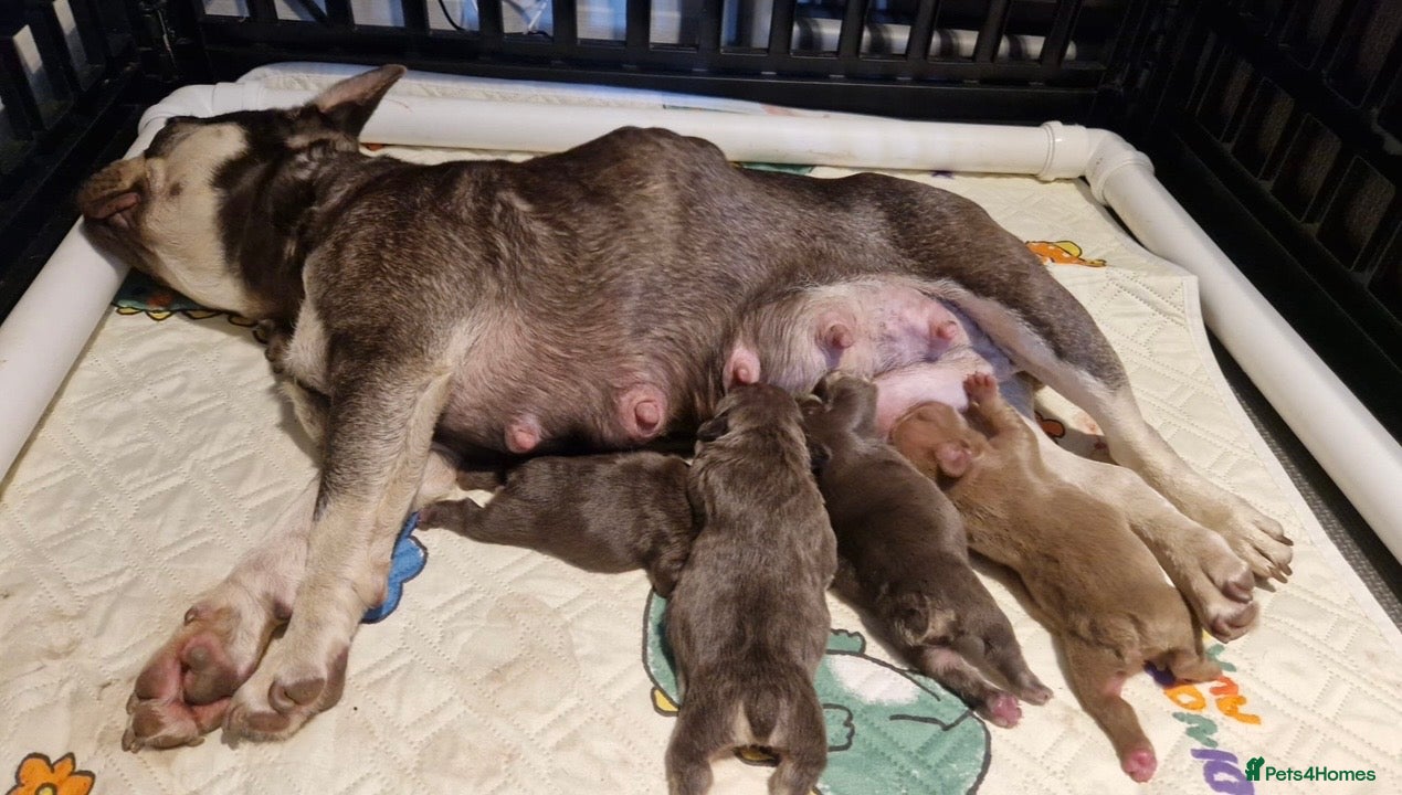 French Bulldog dogs Two male French bull dog puppies  - Advert 2