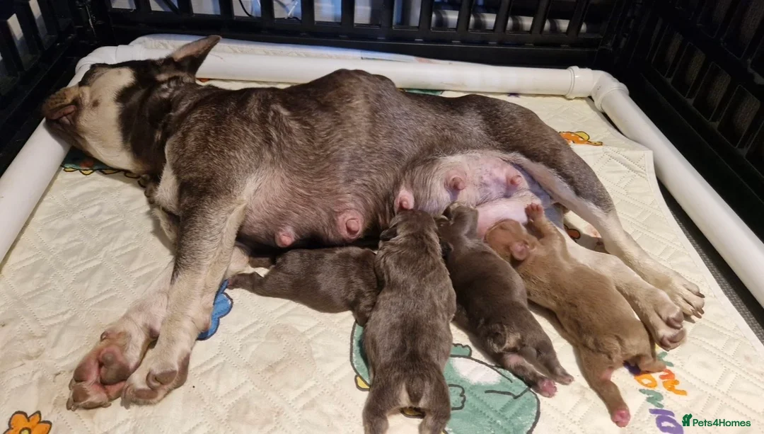 French Bulldog dogs for sale: Two male French bull dog puppies  in Loughborough - Advert 1