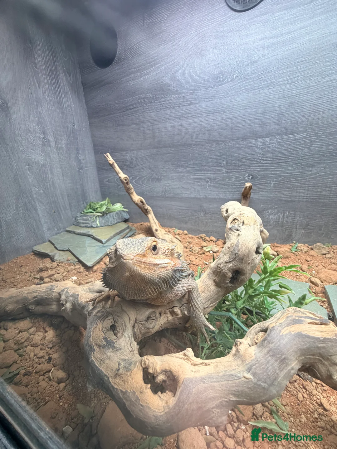 Bearded Dragon reptiles for sale: Bearded dragon  - Advert 3