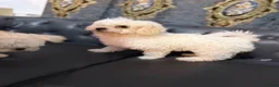 Bichon Frise dogs for sale: Bichon in Warrington - Advert 3