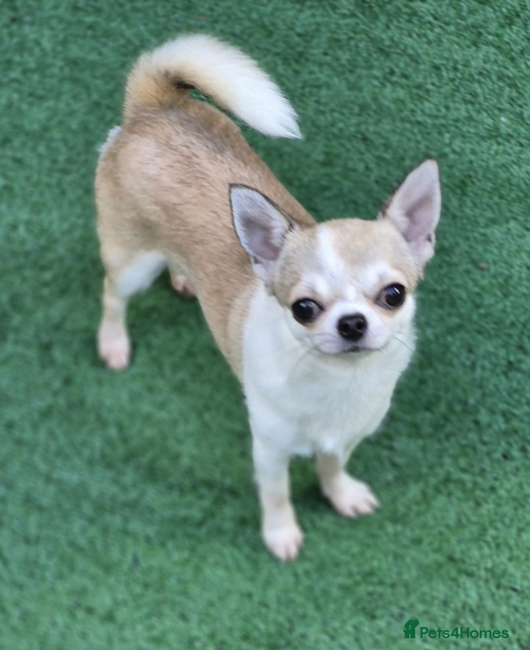 Chihuahua dogs for sale: Beautiful Tiny Young Male Chihuahua AVAILABLE. - Image 9