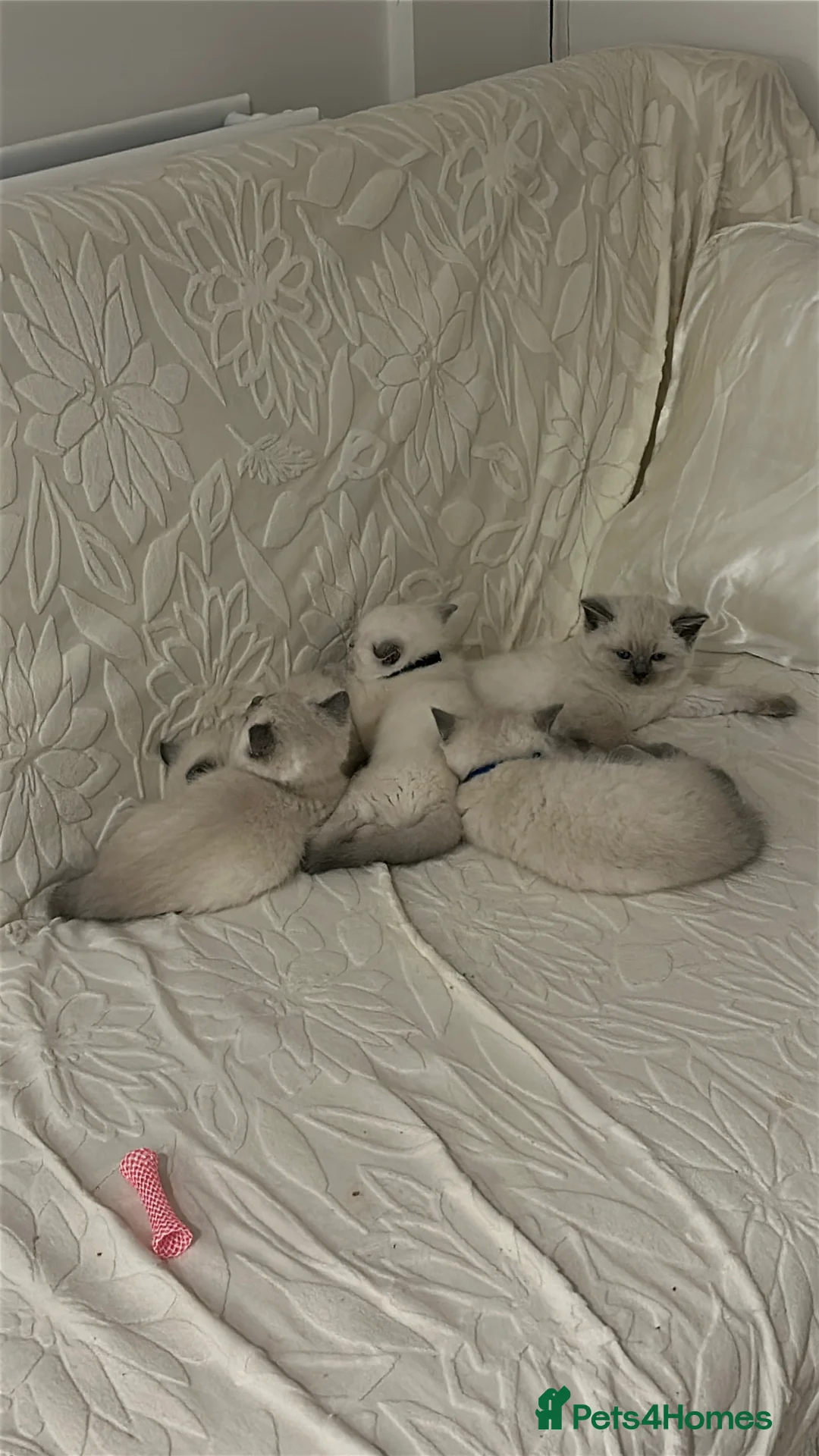 Mixed Breed cats for sale: Beautiful Ragdoll x BSH Kittens – 4 Available - Advert 2