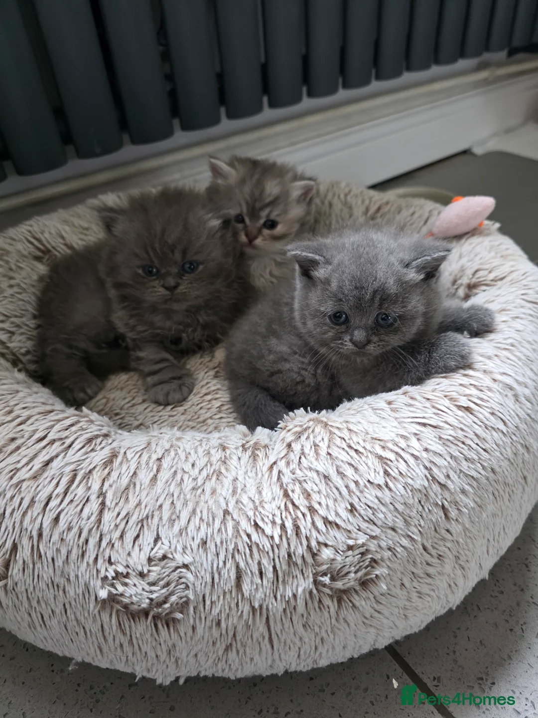 British Shorthair cats for sale: Last little boy ready to reserve  - Advert 1