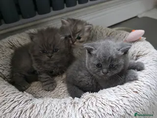 British Shorthair cats Last little boy ready to reserve - Advert 1