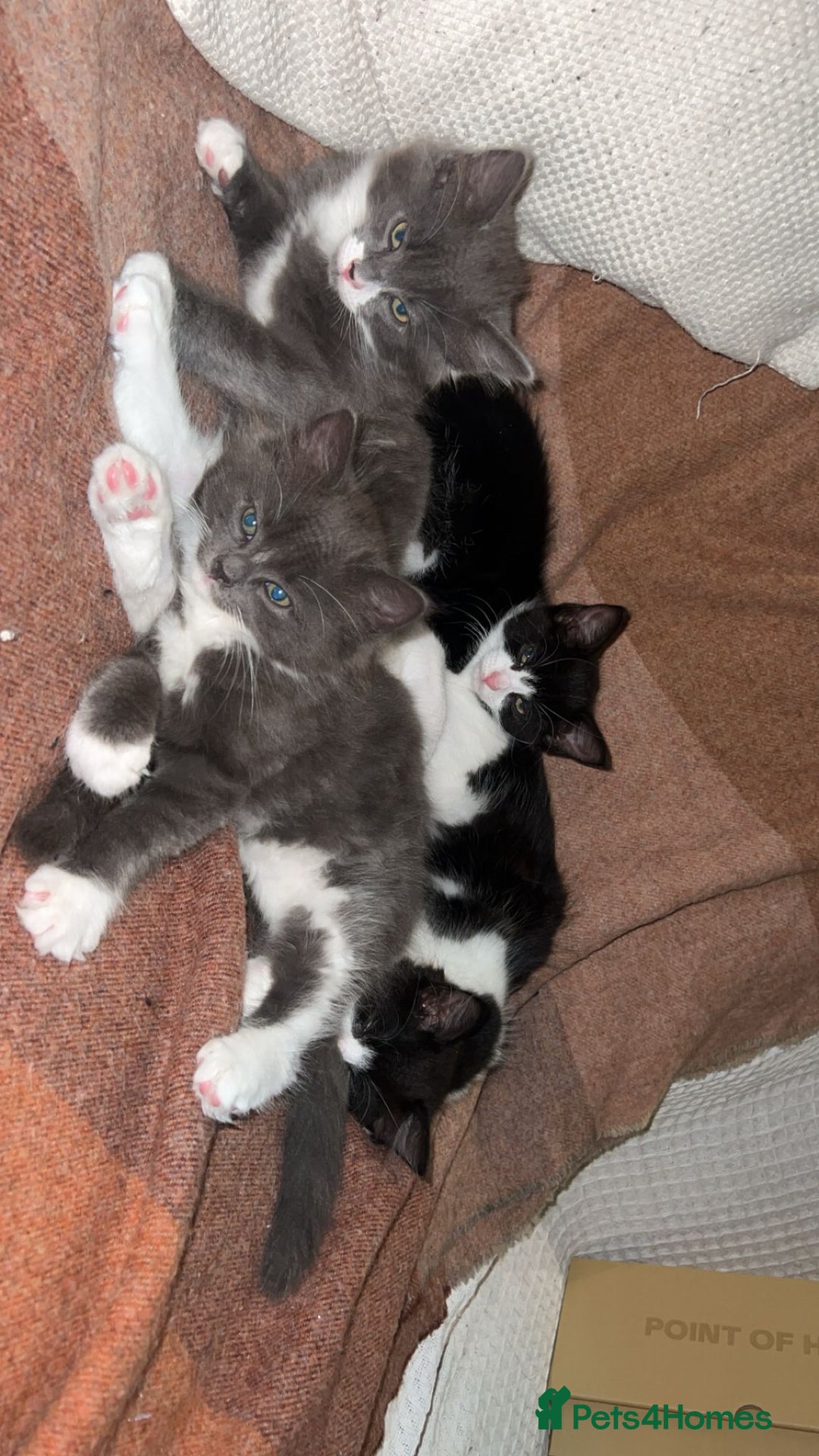 Domestic Shorthair cats for sale: Kittens for sale urgent - Advert 8