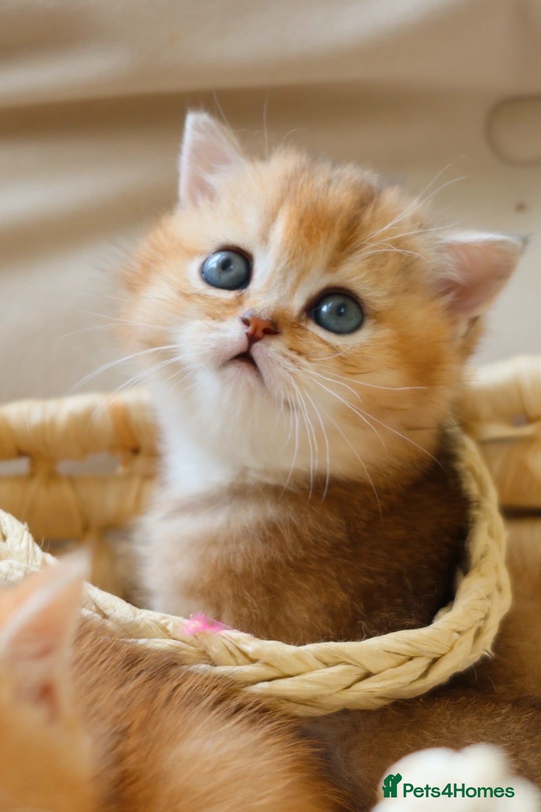 British Shorthair cats Golden British Shorthair Girl Kitten - Registered - Advert 1