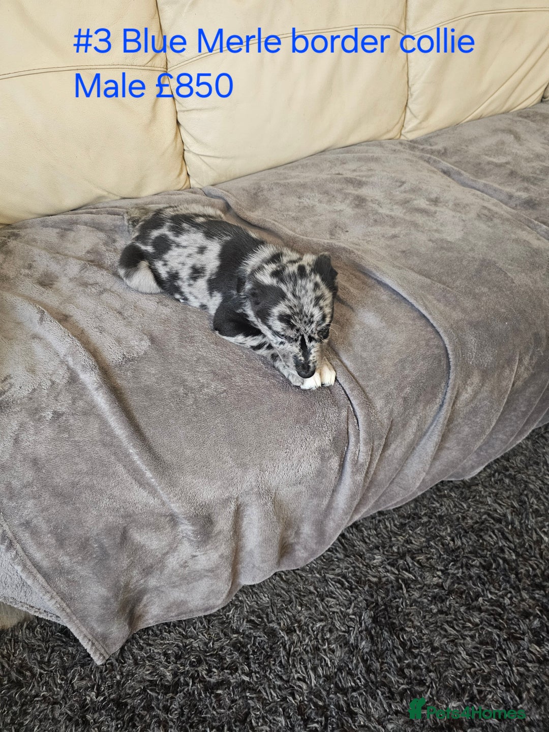 Border Collie dogs for sale: Blue merle&black&white puppies for sale  - Advert 8