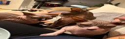 Sphynx cats for sale: Two loving boys for rehoming in Sevenoaks - Advert 4
