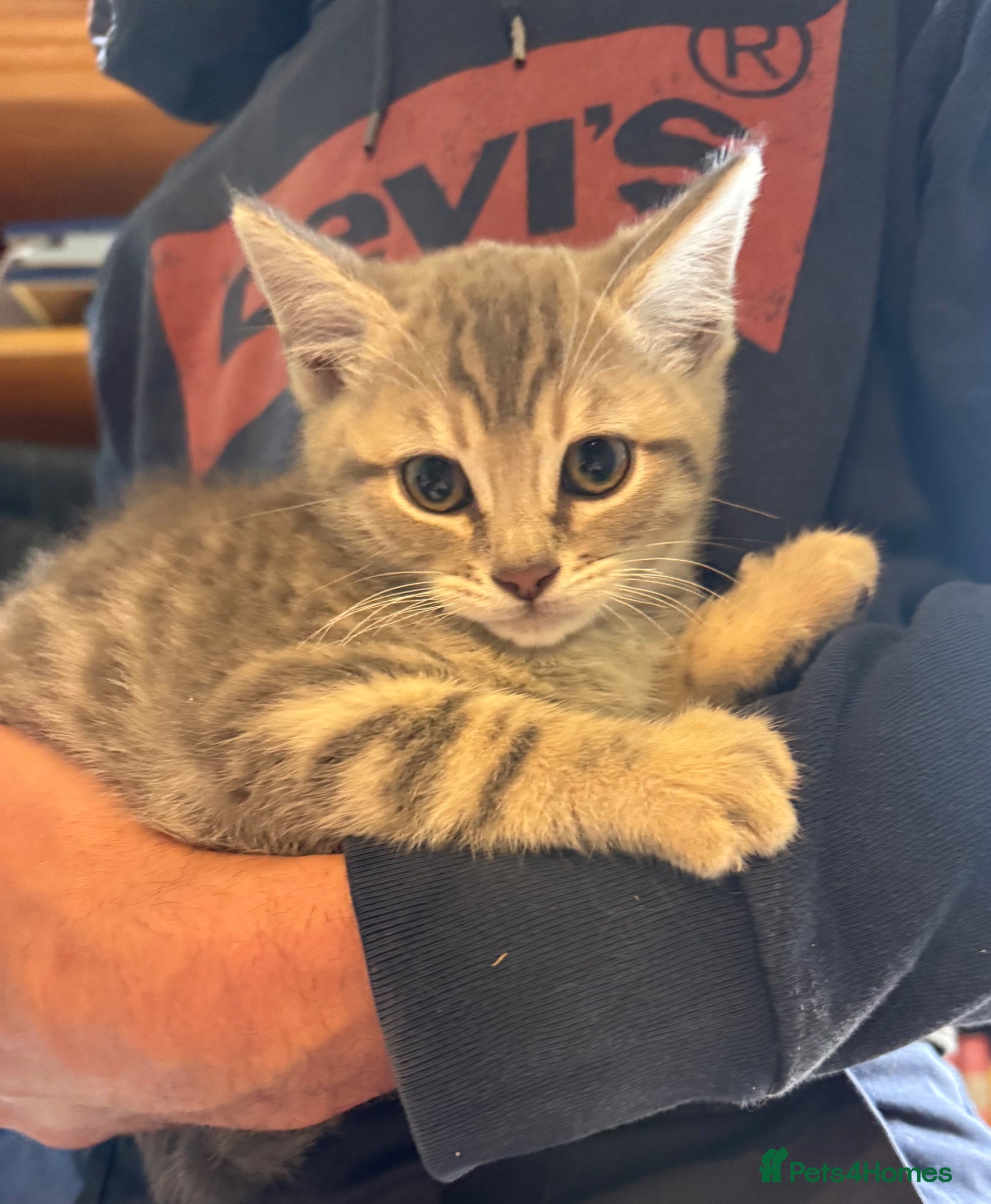 Bengal cats REDUCED Beautiful Blue Bengal Kittens - Advert 1