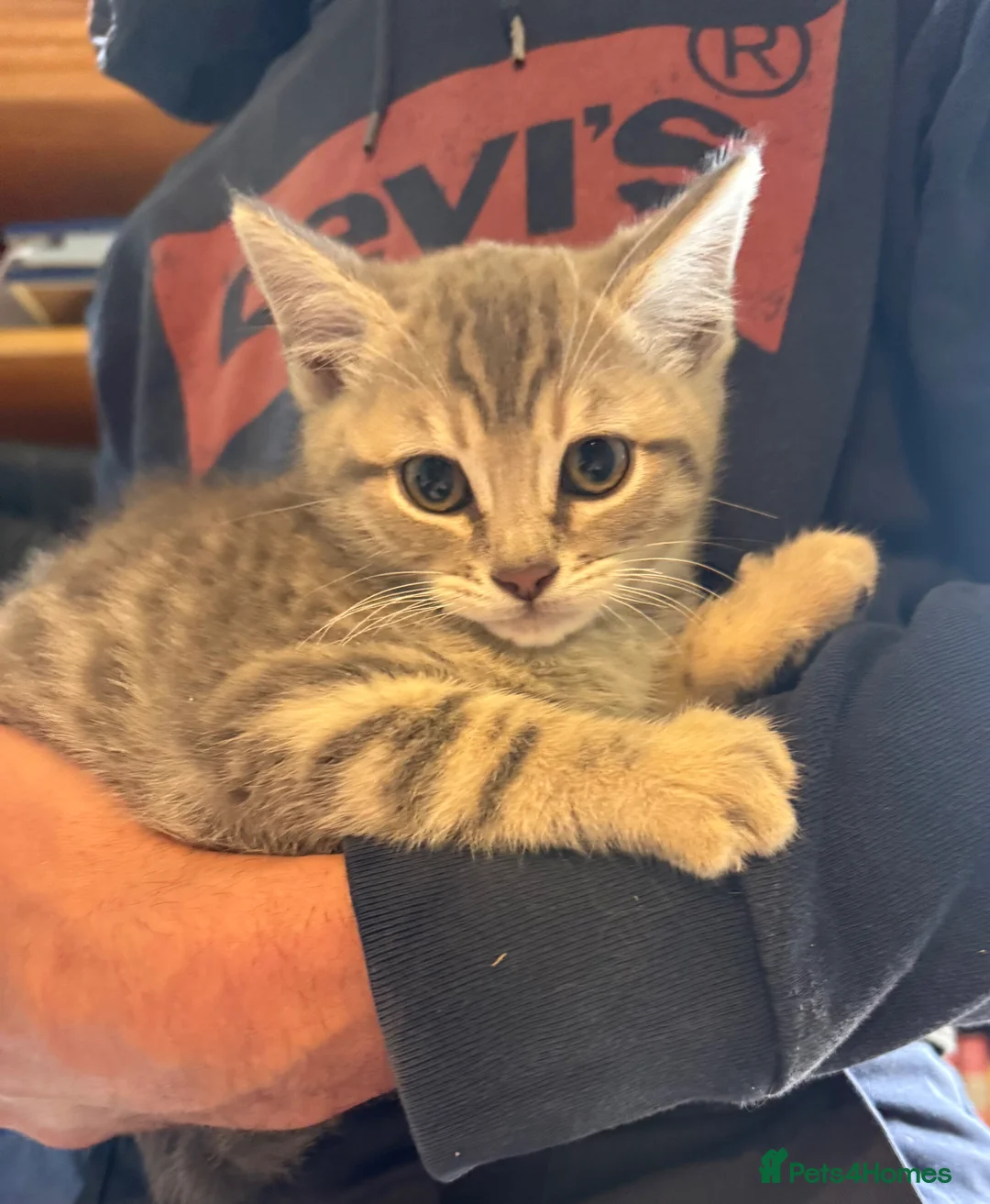 Bengal cats for sale: REDUCED Beautiful Blue Bengal Kittens - Advert 1